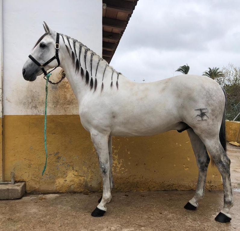 Centro Hípico Oliva Nova caballo blanco de perfil